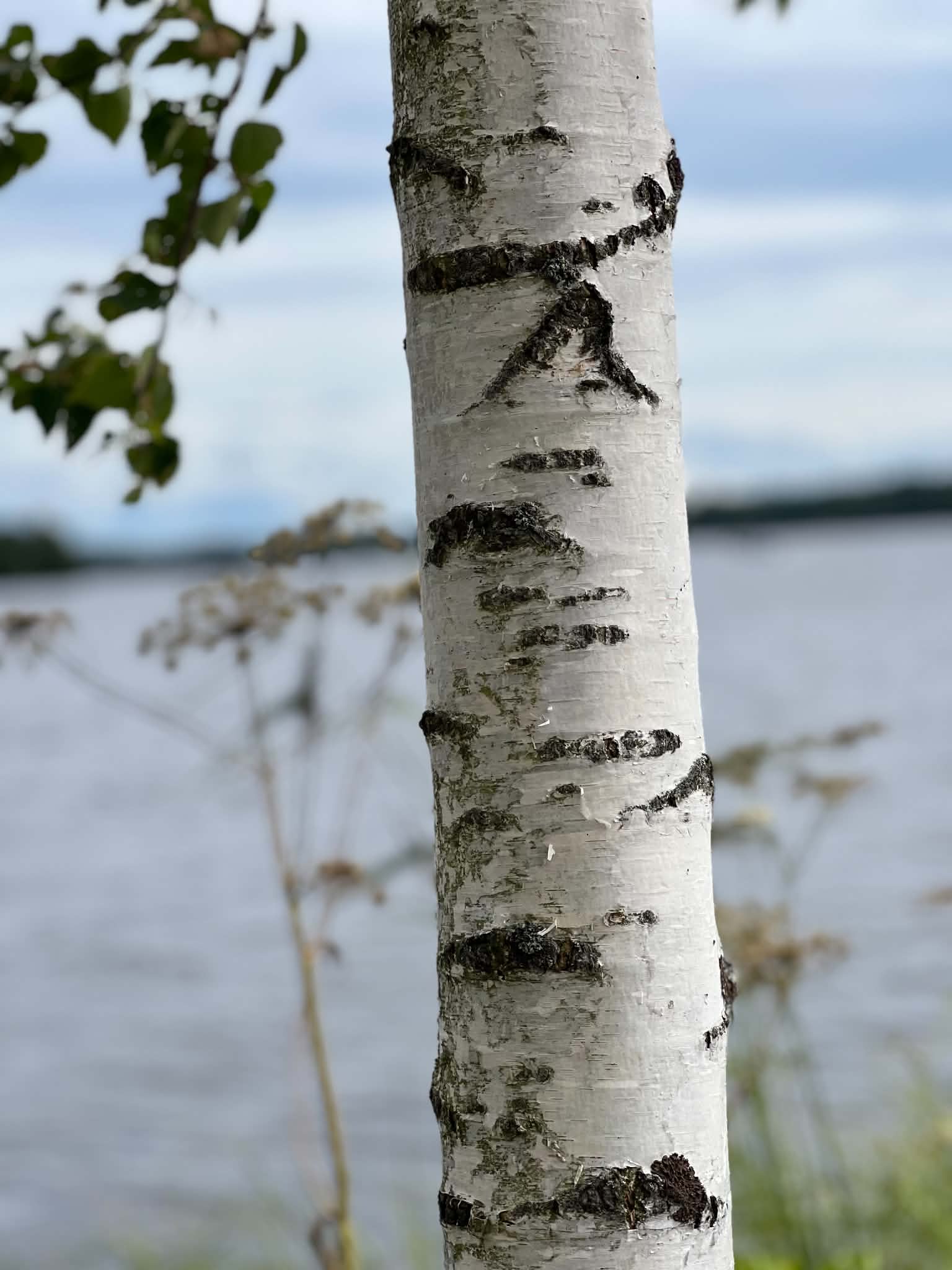 Nuoren koivun runko järven rannalla